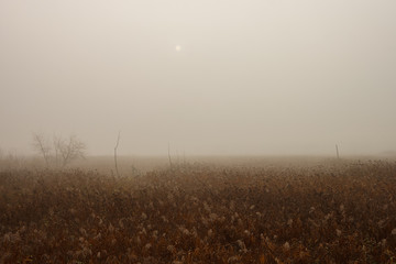 Sunrise over swamp in thick fog. Foggy dawn. Autumn landscape
