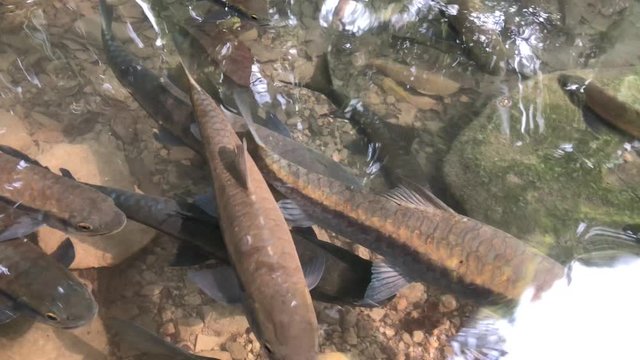 The fish is swim was neolissochilus stracheyi