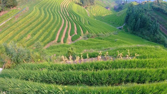 Seven Stars Accompany the Moon cascading layered Rice Terraces,  forming part of Longji Rice Terraces, Pingan village, northern Guilin, Guangxi Province, China