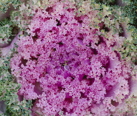 top view closeup ornamental cabbage