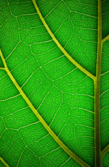 Plant leaf in macro. Green texture and pattern on a leaf of a plant. Green nature organic background