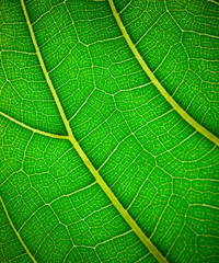 Plant leaf in macro. Green texture and pattern on a leaf of a plant. Green nature organic background