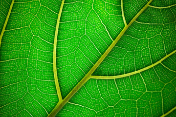 Plant leaf in macro. Green texture and pattern on a leaf of a plant. Green nature organic background