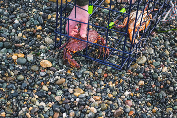 Fisherman with Crab Traps