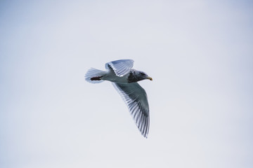 Closeup of Seagull in Flight