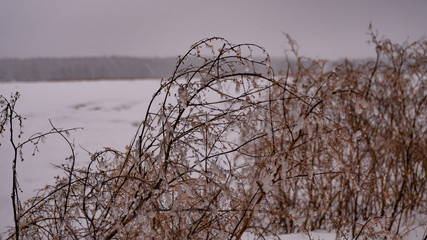 Bushes in the Russian field, covered with frozen drops of water. Blizzard, fog.