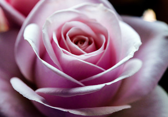 Romantic artistic closeup bouquet of tender romantic blooming Rose flower.