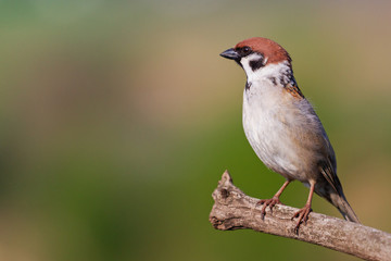sparrow stands and looks left