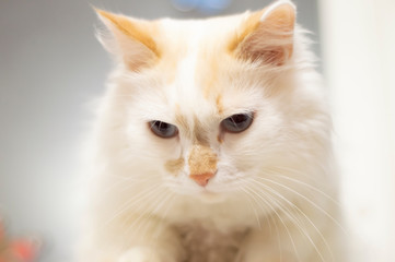 cat on a white background