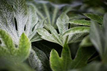 Fototapeta premium Aralia