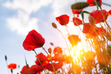 Red poppy flowers field  looking up towards sky and sun beams. Spring nature background. Soft focus