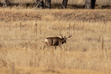 Buck Mule Deer in Autumn in Colorado During the Rut
