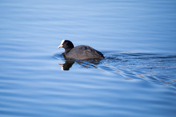water bird Eurasian coot (Fulica atra) fast swimming in pond. Czech Republic, Europe Wildlife