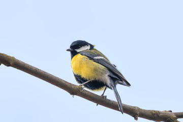 beautiful small bird great tit (Parus major) bird sitting on the tree branch covered by snow in winter garden