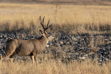 Naklejka na ściany i meble Buck Mule Deer in Autumn in Colorado During the Rut