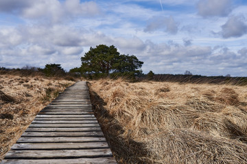Wonderful wooden walkway into nature