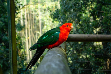 Bird Sanctuary - Crags, Plettenberg Bay