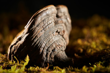 Fomes fomentarius, Chinese herbal medicine 