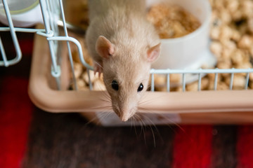 The domestic rat dumbo, white, has leaned out of the open cage and looks.