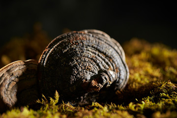 Fomes fomentarius, Chinese herbal medicine 