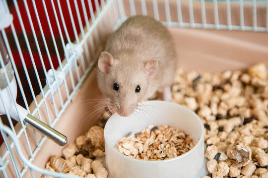 The domestic rat dumbo, white, is sitting in an open cage.