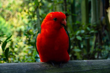 Bird Sanctuary - Crags, Plettenberg Bay