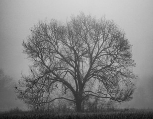 Barren Tree sits in solitude surrounded by Fog