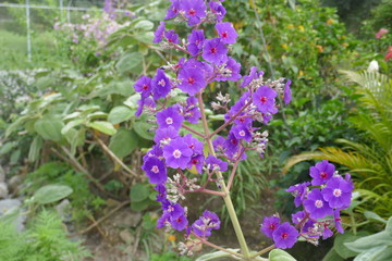 Lila Blume © JayKay