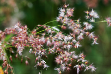 Melinis repens known as Natal Red flower grass, beautiful movement under the wind in vibrant light, countryside meadow.