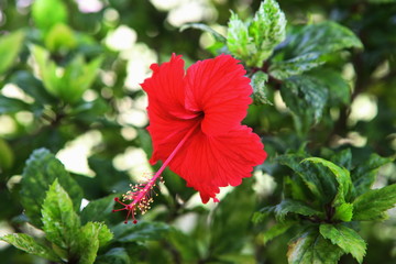Red hibiscus flowers bloom to welcome the first light of the day in the garden.