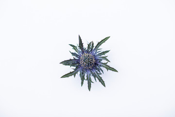 Distel