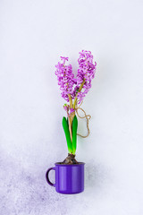 Purple hyacinth buld bflower in a violet mug on white background
