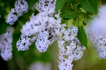 Bee on a flowering branch of lilac. Spring background.