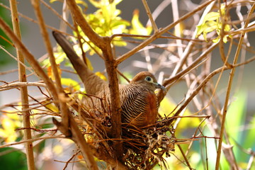 Mother Dove is warming her own eggs. In the nest that was built on the pomegranate tree