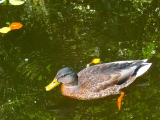Colvert Canard