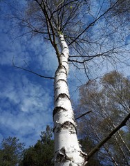 tree on blue sky - Poland, Kielce 