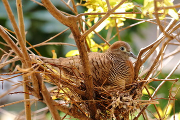 Mother Dove is warming her own eggs. In the nest that was built on the pomegranate tree