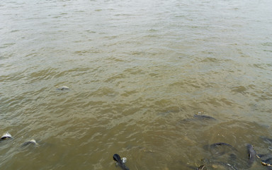 Brown river ripple and black fish