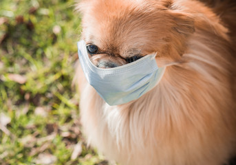 Dog in mask on street because of air pollution and epidemic in city. Protection against virus, infection.