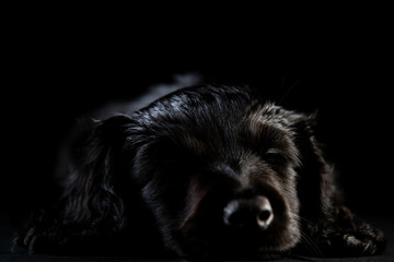 black dog in the black room
