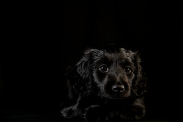 black dog in the black room