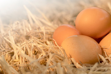 closeup a pile of fresh eggs on the hay straw background texture