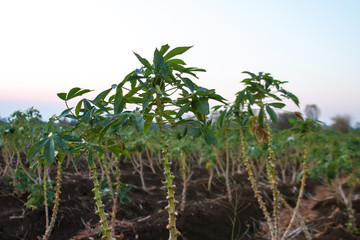 cassava tree growth in planting farm, manioc or tapioca planting field, plot soil for cassava plantation, tapioca leaves, cassava planting plot land, agricultural cassava field plant, manioc farmland