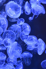 Méduses bleues