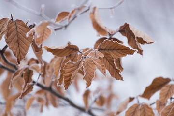 frosty leaves on tree or branch