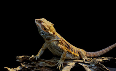 Bearded dragon on a black background