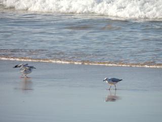 seagulls on the beautiful beach