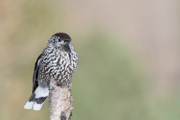 Detailed portrait of Eurasian nutcracker at sunrise (Nucifraga caryocatactes)