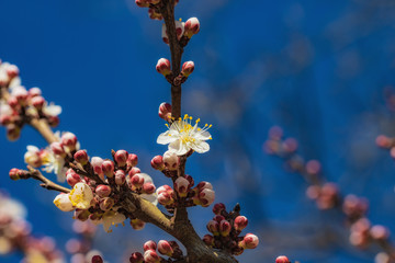Blooming spring trees. Peach, almond, Sakura