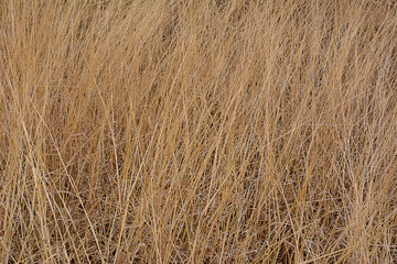 Dry grass background. background for backdrop.